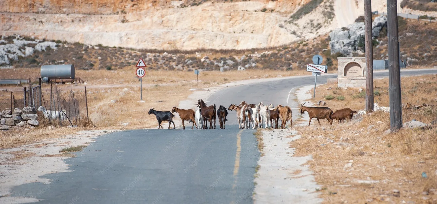 Goat herd in rural Cyprus