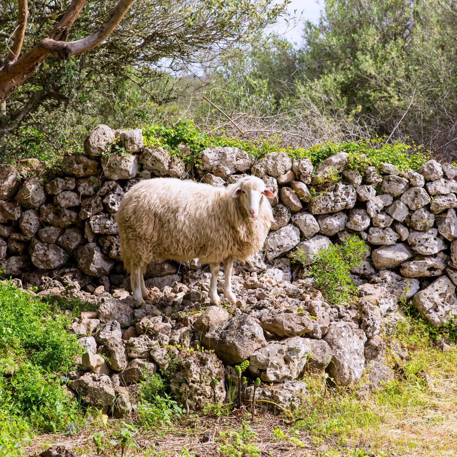 Mediterranean lamb grazing