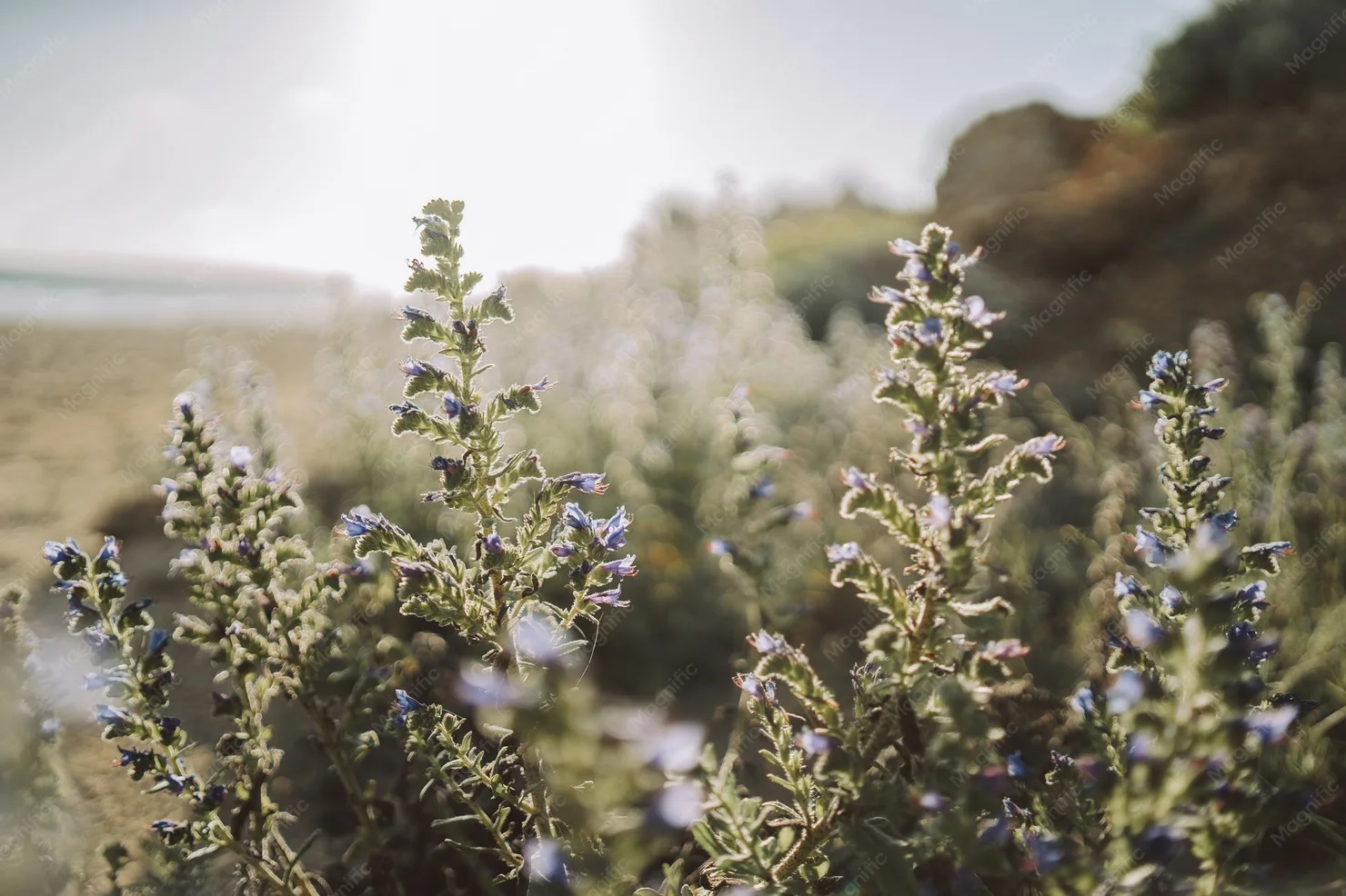 Wild Mediterranean herbs in sunlight